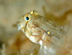 Goldspot goby. Grand Cayman. D70, 105 mm macro lens. Two ... by David Heidemann 